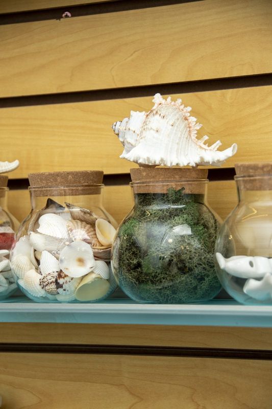 A glass jar of shells under a large conch